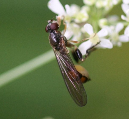 Sphegina elegans © <a href="//commons.wikimedia.org/w/index.php?title=User:Sandy_Rae&amp;action=edit&amp;redlink=1" class="new" title="User:Sandy Rae (page does not exist)">Sandy Rae</a>