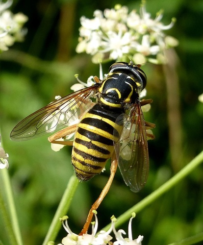 Spilomyia manicata © <a rel="nofollow" class="external text" href="https://www.biolib.cz/en/person/id7376/">Matej Schwarz</a>