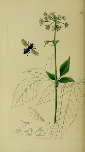 Trichopsomyia flavitarsis &copy; John Curtis