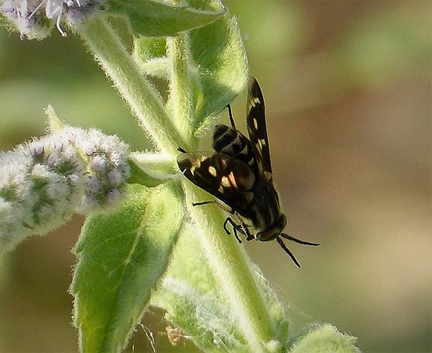 Chrysops italicus © <a rel="nofollow" class="external text" href="https://www.flickr.com/people/43272765@N04">gailhampshire</a> from Cradley, Malvern, U.K