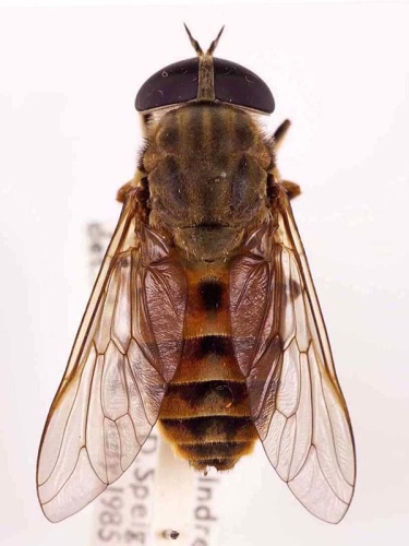 Tabanus eggeri © <a href="//commons.wikimedia.org/wiki/User:Notafly" title="User:Notafly">Notafly</a>