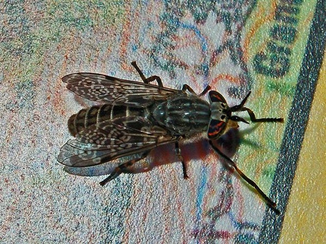 Haematopota pluvialis &copy; <a href="//commons.wikimedia.org/wiki/User:Hectonichus" title="User:Hectonichus">Hectonichus</a>