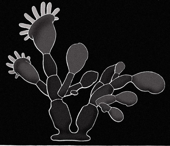 Urnatella gracilis &copy; <a href="//commons.wikimedia.org/wiki/User:Lamiot" title="User:Lamiot">Lamiot</a>