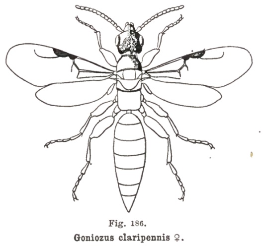 Goniozus claripennis &copy; Jean-Jacques Kieffer