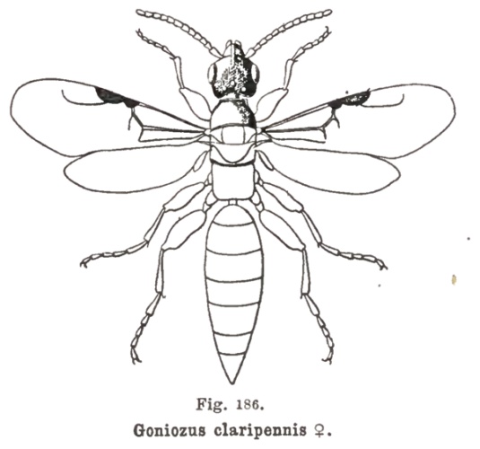 Goniozus claripennis © Jean-Jacques Kieffer