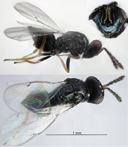 Tetrastichus miser © <a rel="nofollow" class="external text" href="https://www.flickr.com/people/92899351@N08">Martin Cooper</a> from Ipswich, UK