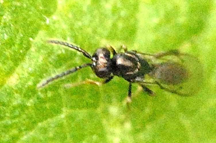 Eupelmus annulatus © James K. Lindsey