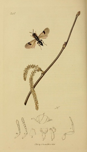 Sycophila biguttata © <bdi><a href="https://en.wikipedia.org/wiki/en:John_Curtis_(entomologist)" class="extiw" title="w:en:John Curtis (entomologist)">John Curtis</a>
</bdi>