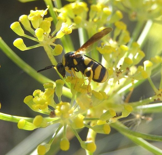 Leucospis dorsigera © <a href="//commons.wikimedia.org/wiki/User:H._Dumas" title="User:H. Dumas">H. Dumas</a>