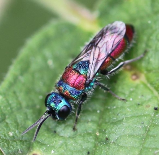 Chrysis bicolor © <a href="//commons.wikimedia.org/w/index.php?title=User:Slimguy&amp;action=edit&amp;redlink=1" class="new" title="User:Slimguy (page does not exist)">Slimguy</a>