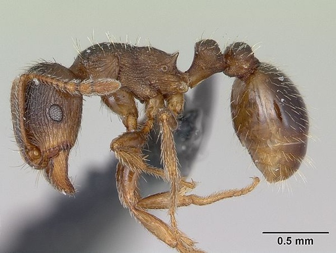 Tetramorium impurum &copy; April Nobile