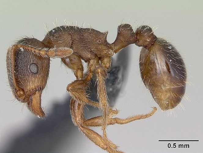 Tetramorium impurum © April Nobile