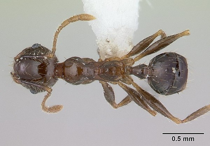 Pheidole megacephala © April Nobile