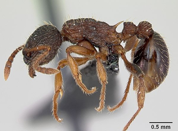 Myrmica lobicornis &copy; April Nobile