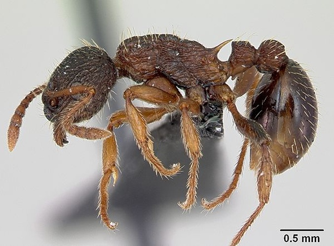 Myrmica lobicornis © April Nobile