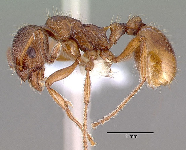 Myrmica rubra &copy; 