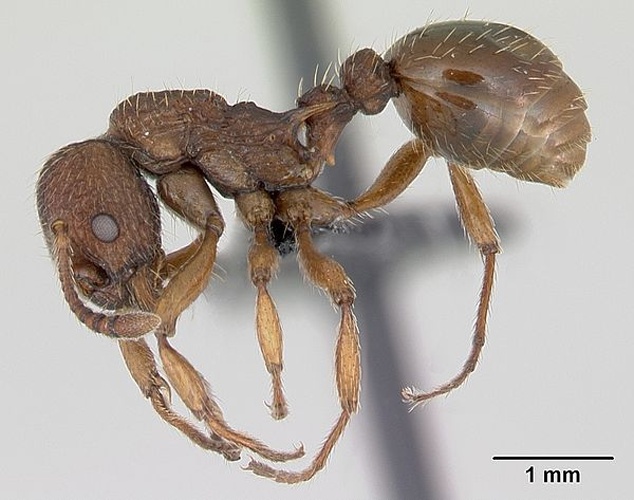 Myrmica sabuleti &copy; April Nobile
