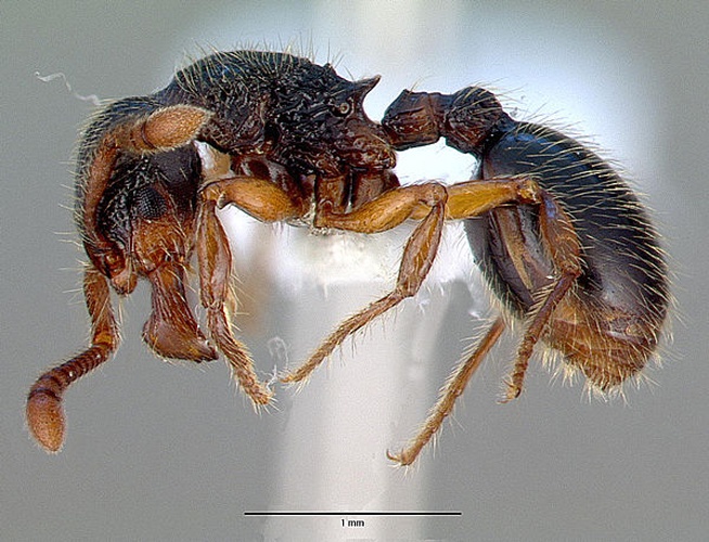 Myrmecina graminicola &copy; 