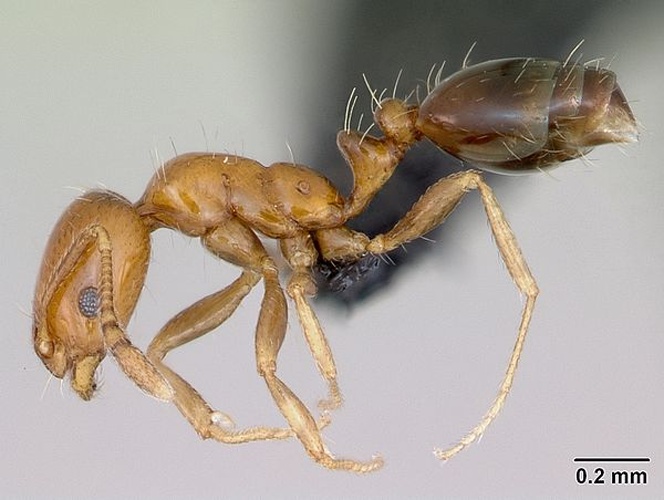 Monomorium monomorium &copy; April Nobile