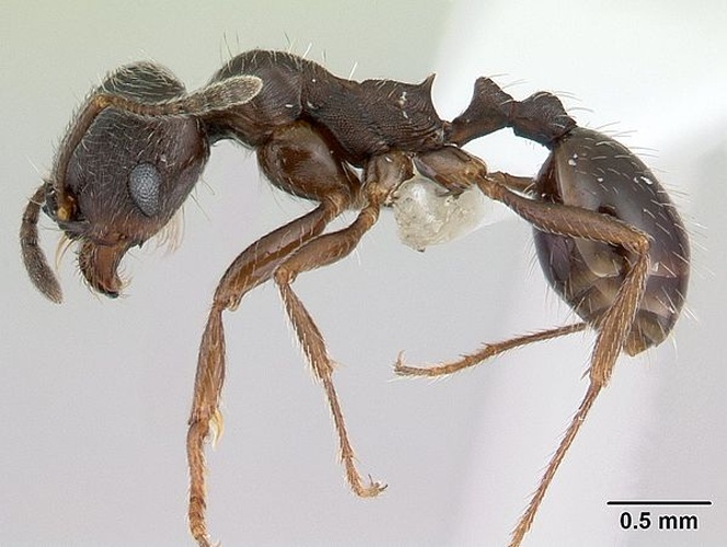 Goniomma hispanicum &copy; April Nobile