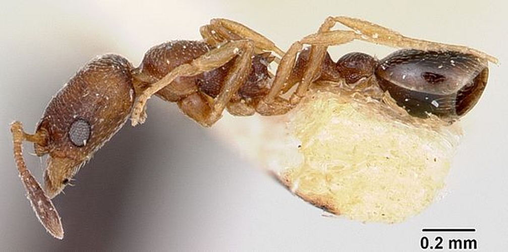 Cardiocondyla emeryi © April Nobile