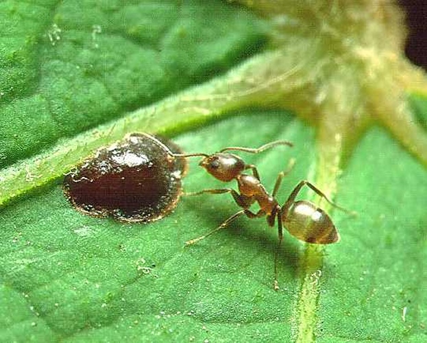 Argentine ant © <a href="//commons.wikimedia.org/wiki/User:Penarc" title="User:Penarc">Penarc</a>