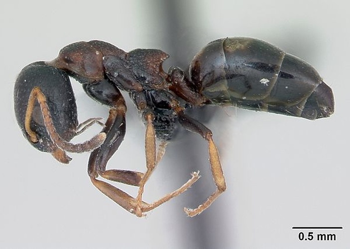 Dolichoderus quadripunctatus © April Nobile