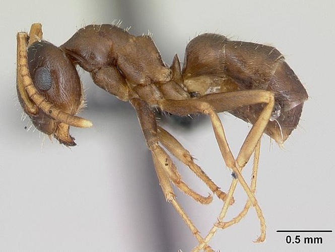 Lasius neglectus © April Nobile