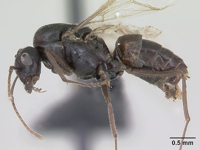 Lasius platythorax © April Nobile