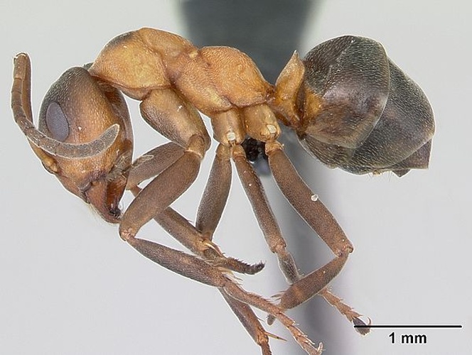 Formica foreli © April Nobile