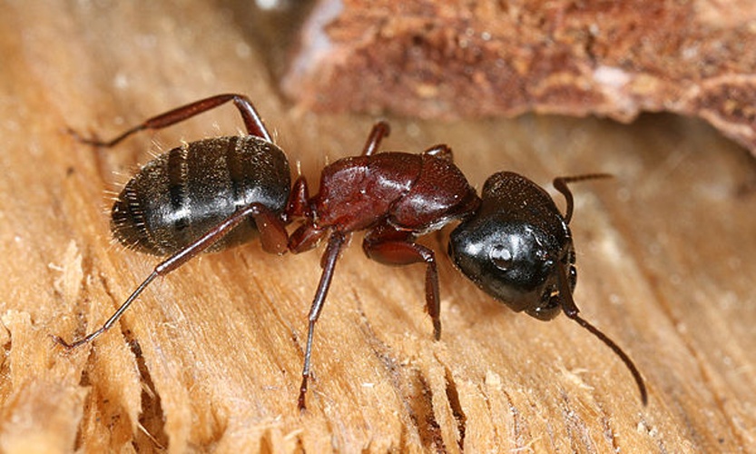 Camponotus ligniperda © Richard Bartz, Munich <a href="//commons.wikimedia.org/wiki/User:Makro_Freak" title="User:Makro Freak">Makro Freak</a>
