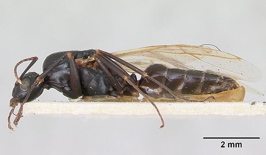 Camponotus fallax © April Nobile
