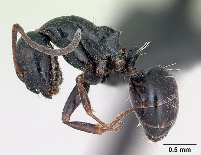 Camponotus piceus © April Nobile