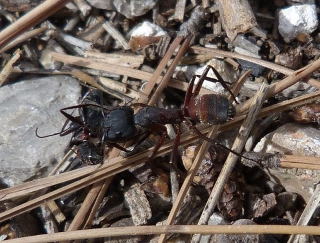Camponotus cruentatus &copy; <a href="//commons.wikimedia.org/wiki/User:Hinox" title="User:Hinox">Joan Carles Hinojosa Galisteo</a>