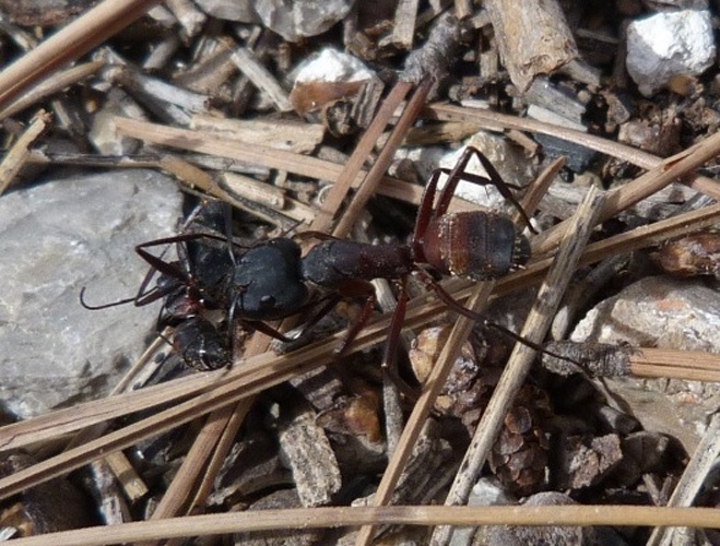 Camponotus cruentatus © <a href="//commons.wikimedia.org/wiki/User:Hinox" title="User:Hinox">Joan Carles Hinojosa Galisteo</a>