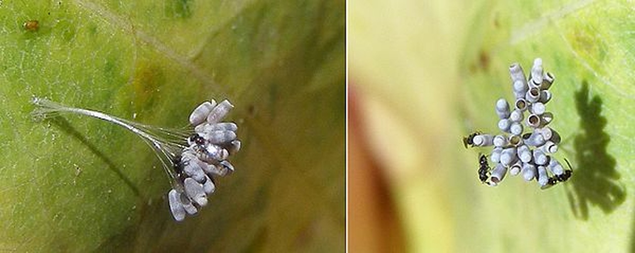 Telenomus acrobates © <a href="//commons.wikimedia.org/wiki/User:H._Dumas" title="User:H. Dumas">H. Dumas</a>