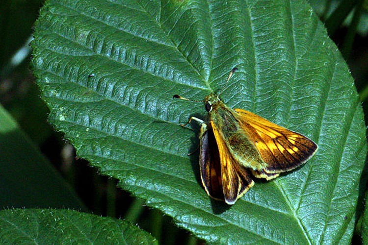 Large Skipper © <bdi>Charles J Sharp
</bdi>
