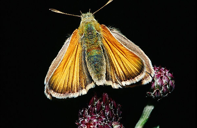 Small Skipper &copy; <a href="//commons.wikimedia.org/wiki/User:Olei" title="User:Olei">Olei</a>