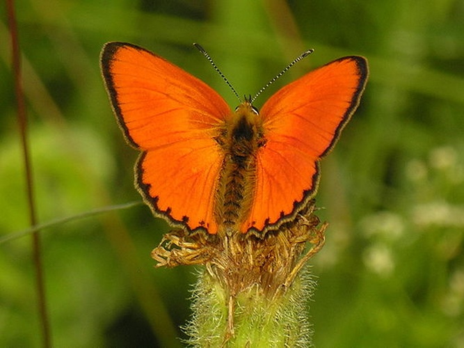 Scarce copper &copy; <a href="//commons.wikimedia.org/wiki/User:Algirdas" title="User:Algirdas">Algirdas</a>