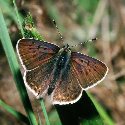 Lycaena tityrus © <a href="//commons.wikimedia.org/wiki/User:Olei" title="User:Olei">Olei</a>