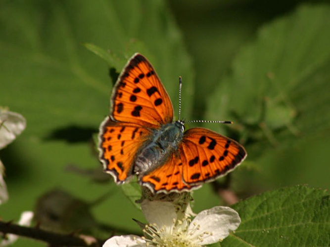 Purple-Shot Copper &copy; <a rel="nofollow" class="external text" href="http://herramientas.educa.madrid.org/animalandia/autor.php?nombre=Jorge%20Mart%EDnez%20Huelves">José Martínez Huelves</a>