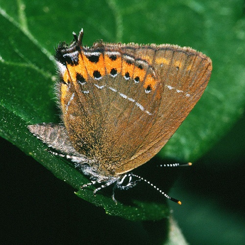 Black Hairstreak © 