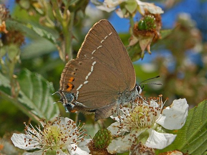 Satyrium spini &copy; <a href="//commons.wikimedia.org/w/index.php?title=User:Ettore_Balocchi&amp;action=edit&amp;redlink=1" class="new" title="User:Ettore Balocchi (page does not exist)">Ettore Balocchi</a>