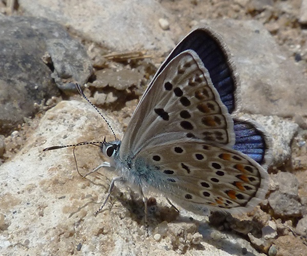 Polyommatus escheri &copy; <a href="//commons.wikimedia.org/wiki/User:Hinox" title="User:Hinox">Joan Carles Hinojosa Galisteo</a>