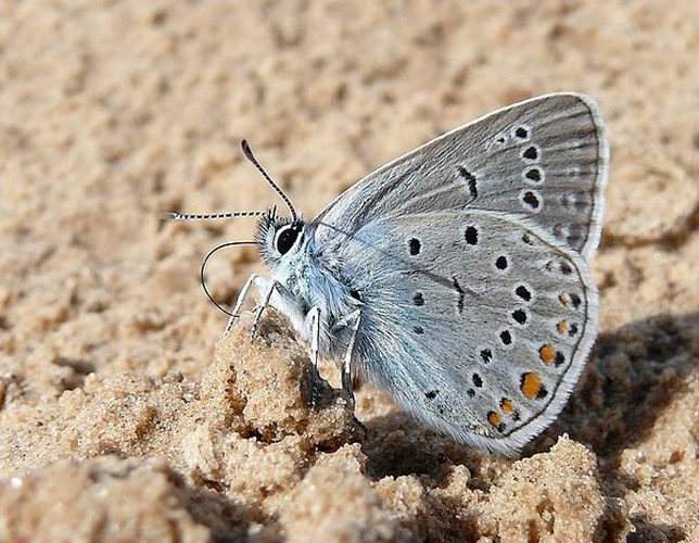 Polyommatus amandus © <a href="//commons.wikimedia.org/wiki/User:Darius_Bauzys" title="User:Darius Bauzys">Darius Baužys</a>