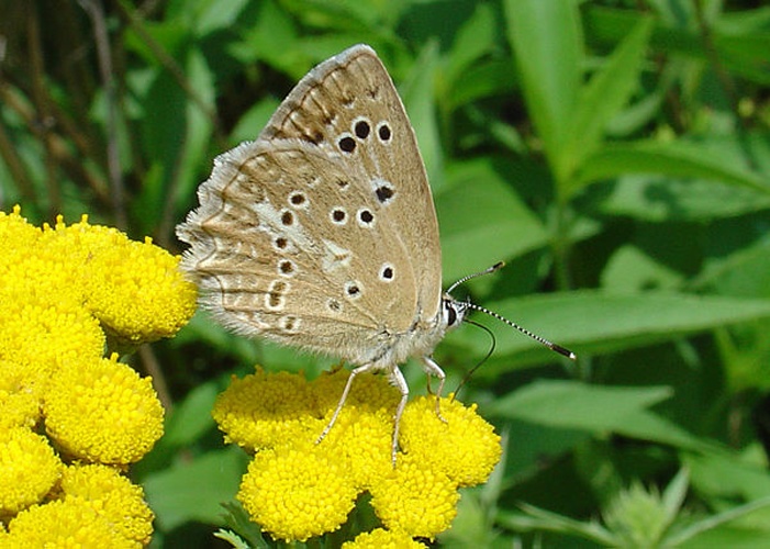 Polyommatus daphnis © Eric SYLVESTRE