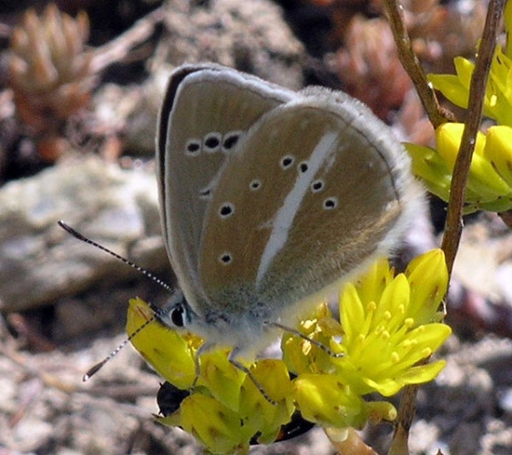 Polyommatus damon &copy; Andre Zuber
