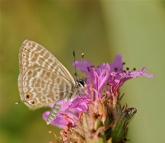 Leptotes pirithous &copy; <a rel="nofollow" class="external text" href="https://www.flickr.com/people/27391161@N07">claudiogennari</a>