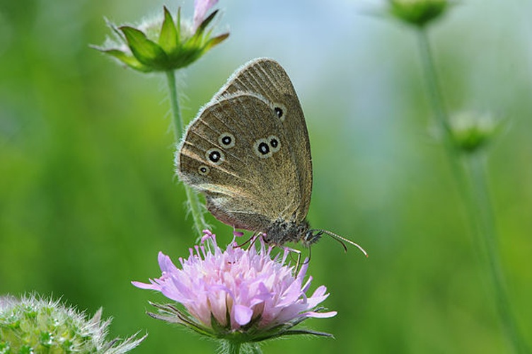 Ringlet © <a href="//commons.wikimedia.org/wiki/User:B%C3%B6hringer" title="User:Böhringer">böhringer friedrich</a>