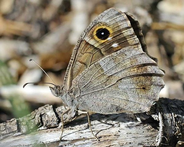 Hipparchia statilinus &copy; 